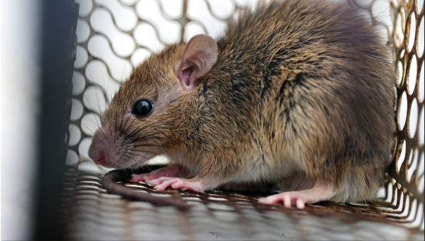Image20260512-hantavirus